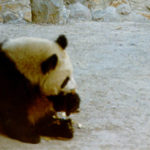 PN_views_panda (1)