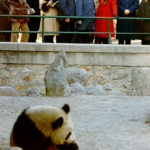 PN_views_panda